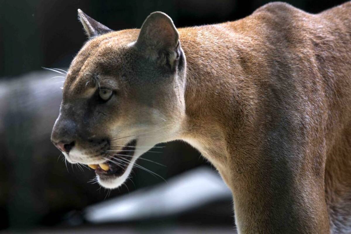 Pumas alertan a dos comunidades de Santander (Foto: Archivo / VANGUARDIA LIBERAL)
