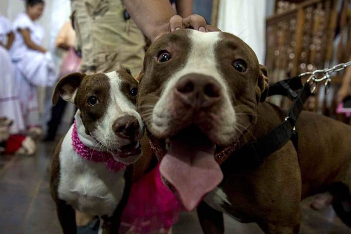 En Taiwán prohíben comer carne de perro y de gato para protegerlos (Foto: EFE/VANGUARDIA LIBERAL)