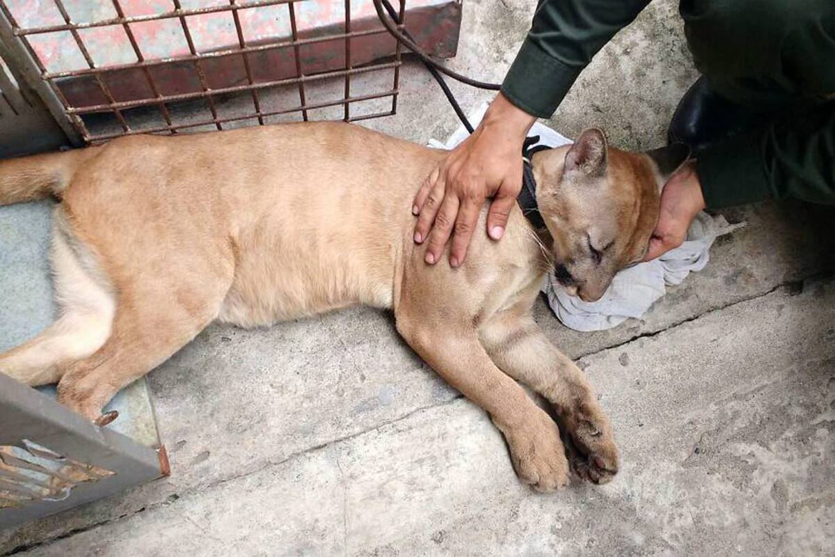 Recuperan un puma cachorro en Barrancabermeja (Foto: Suministrada/VANGUARDIA LIBERAL)