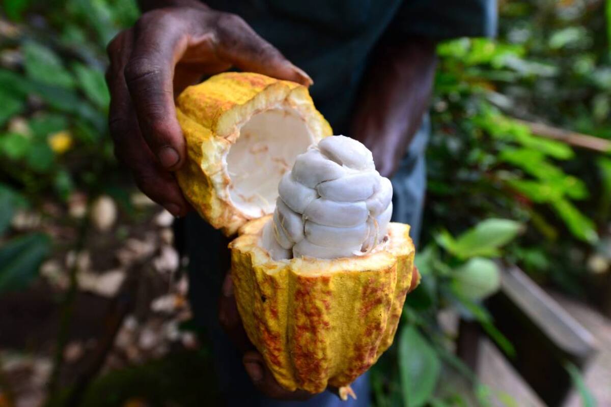 En París concursará cacao del Puerto y el chucureño (Foto: Archivo/VANGUARDIA LIBERAL)