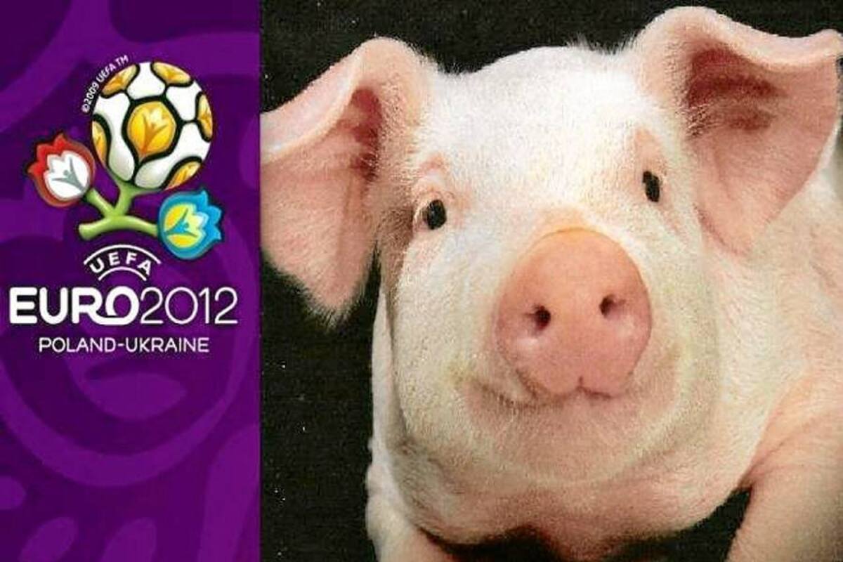 Un cerdo de 380 kilos emulará al pulpo Paul en la Eurocopa (Foto: Tomado de Internet/ VANGUARDIA LIBERAL)