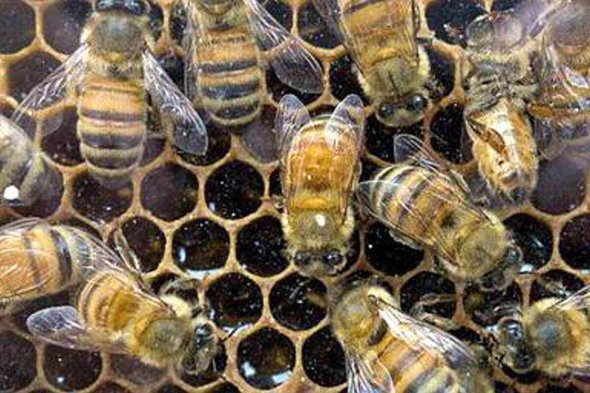 Inventan la primera abeja robótica (Foto: AFP/VANGUARDIALIBERAL)