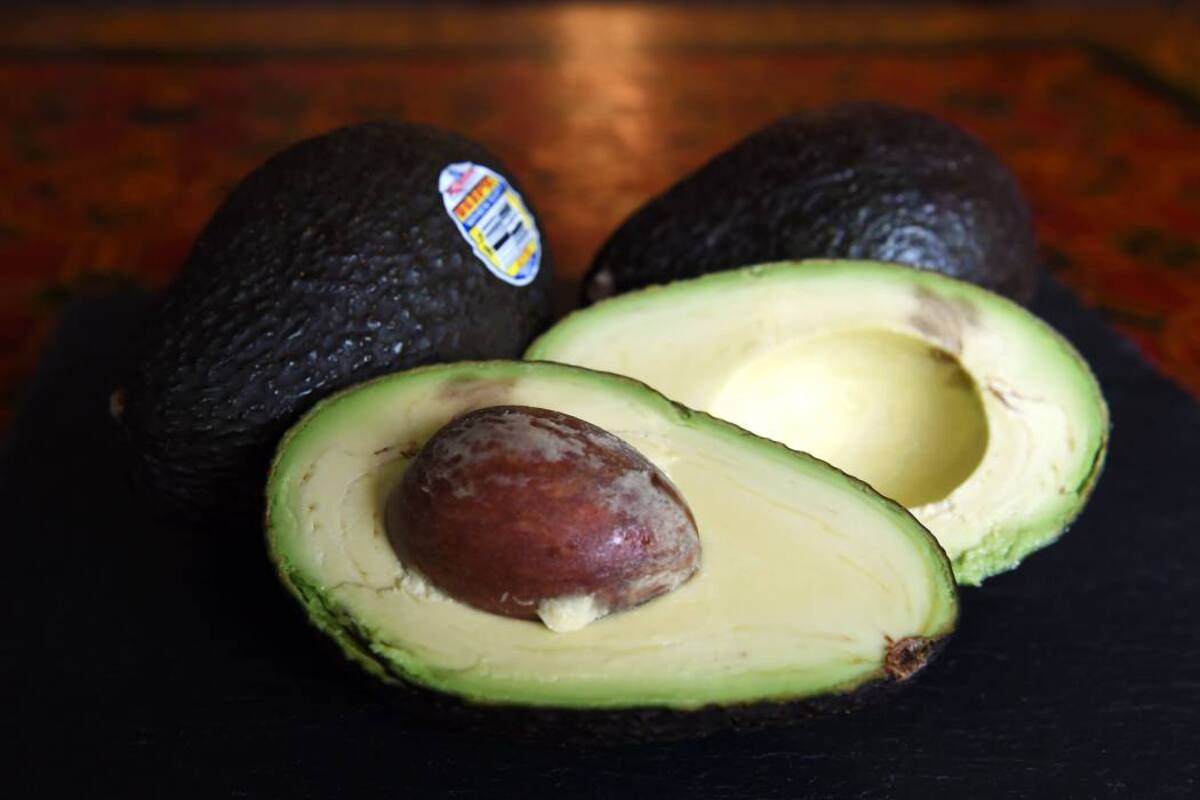 Gobierno quiere que el aguacate nacional llegue a Estados Unidos (Foto: Archivo/VANGUARDIA LIBERAL)