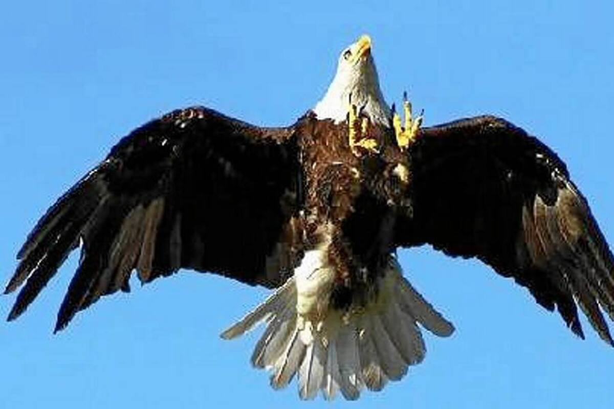 Un águila ataca a una mujer británica en España para llevarse a su perra (Foto: TOMADA DE INTERNET)