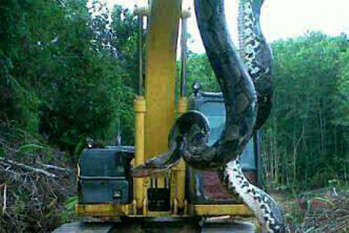 Hallan una anaconda de 4 metros y 75 kilos en Venezuela (Foto: Tomado de Internet/VANGUARDIA LIBERAL)