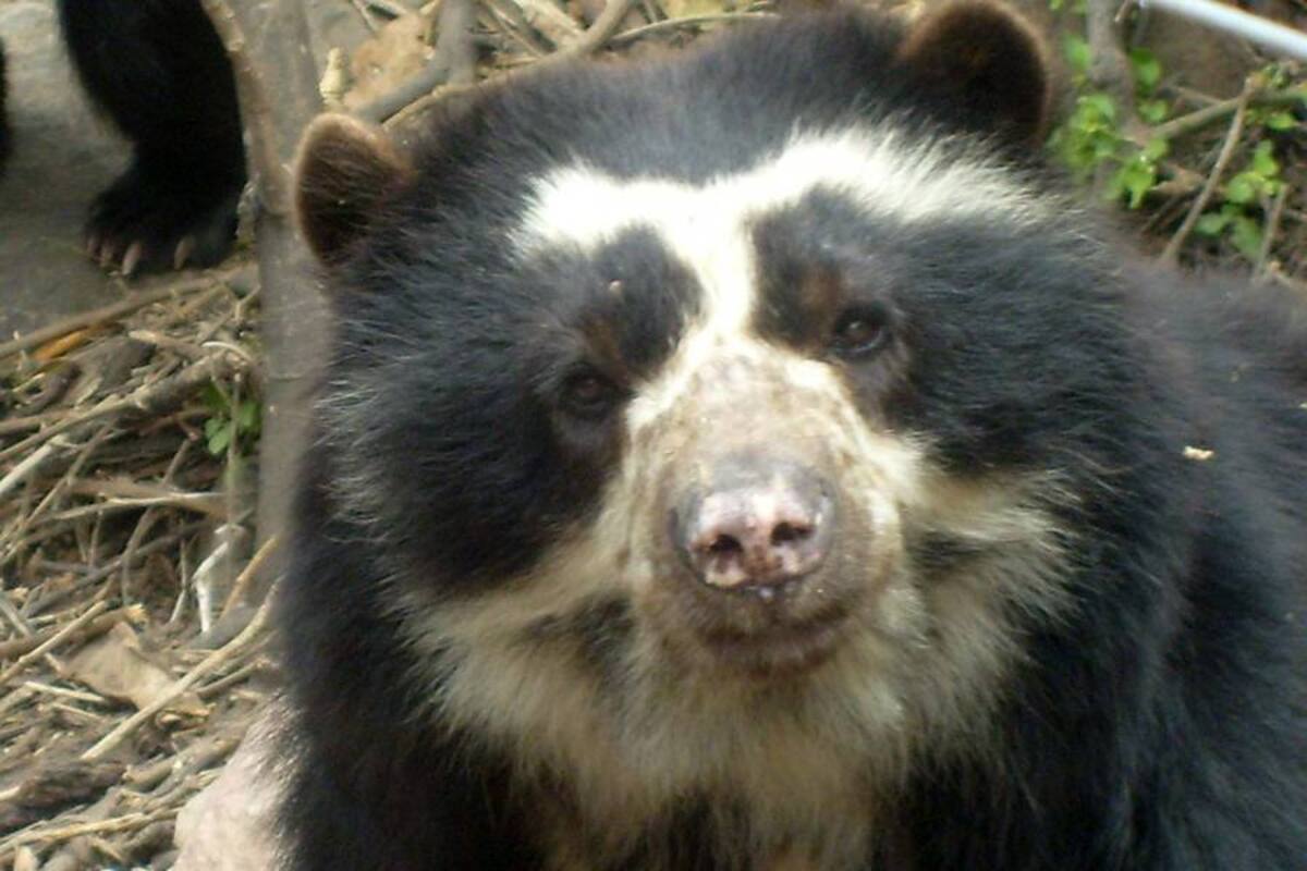 El enigma de los osos de anteojos (Foto: Tomada de Internet/ VANGUARDIA LIBERAL)