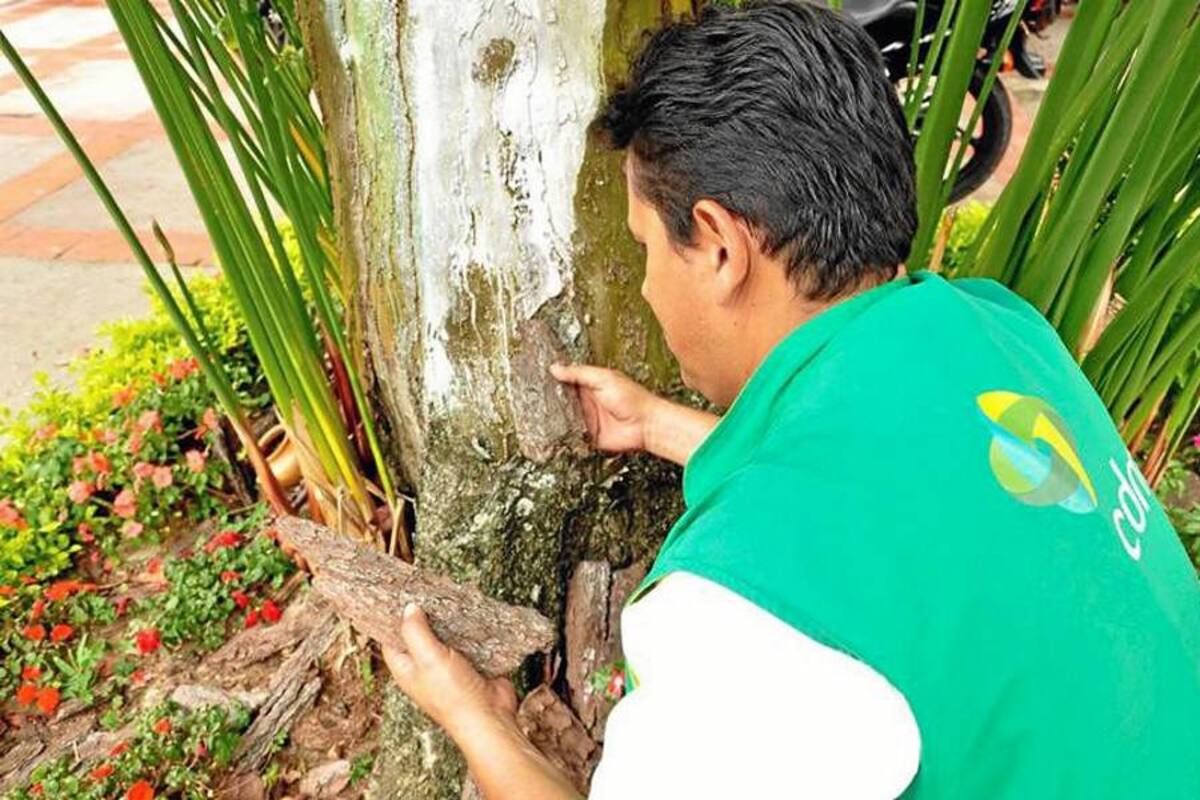 Quienes causen daño a los árboles de la ciudad pueden ir a prisión (Foto: Tomada de Internet/VANGUARDIA LIBERAL)