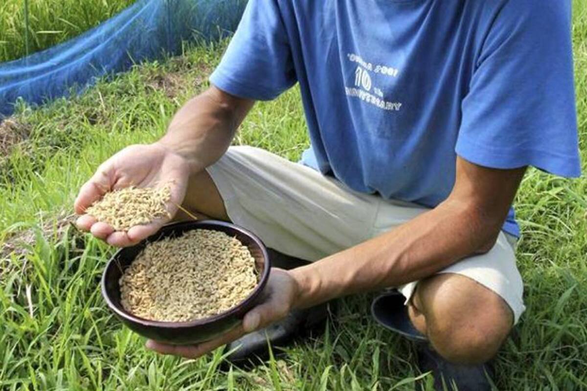 Detectan nuevas partidas de arroz contaminado con cesio en Fukushima (Foto: Tomada de Internet/ VANGUARDIA LIBERAL)