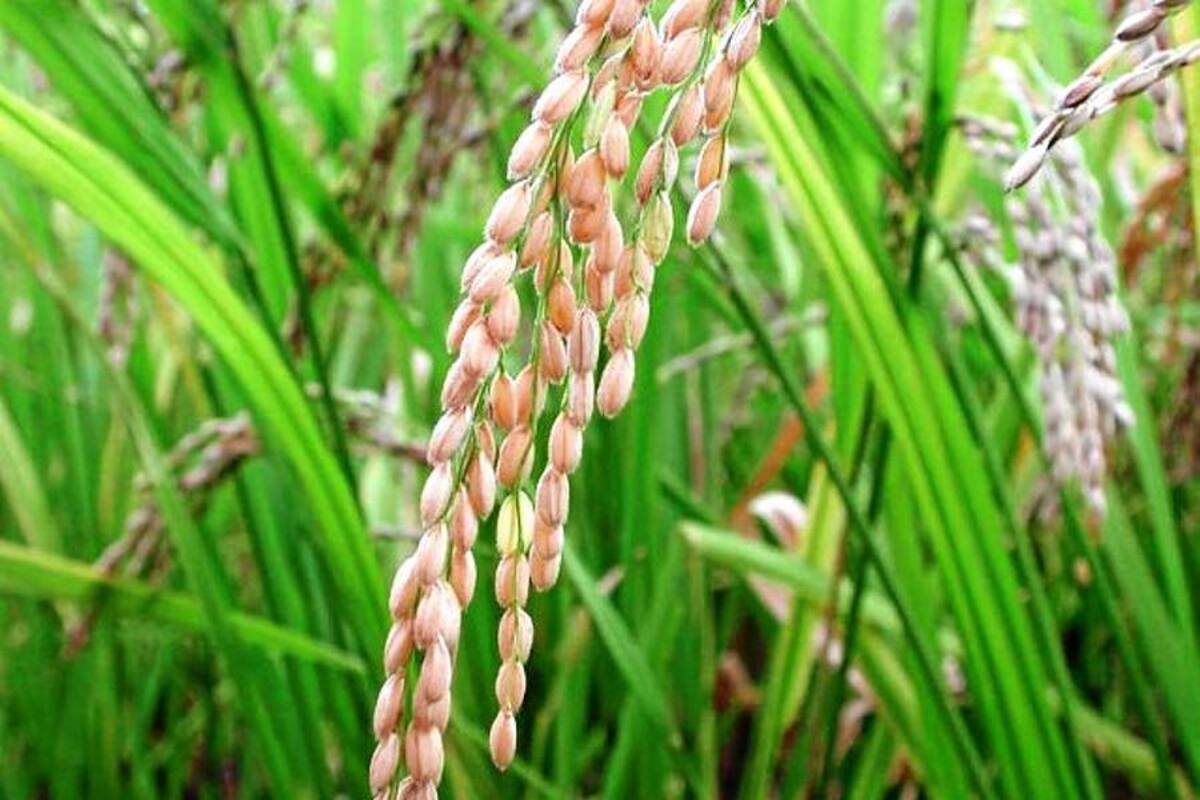 Minagricultura importará cereal desde la comunidad andina (Foto: Archivo/VANGUARDIA LIBERAL)
