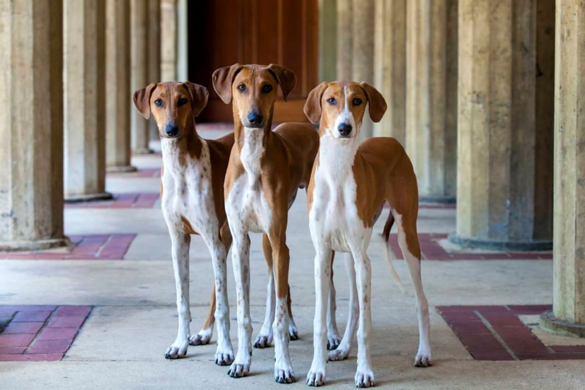 Azawakh, un canino de altura, velocidad, fuerza y fidelidad (Foto: Archivo/ VANGUARDIA LIBERAL )