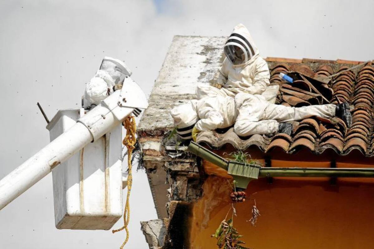 Bomberos de Bucaramanga han controlado 337 emergencias por enjambres de abejas (Foto: Archivo/VANGUARDIA LIBERAL)