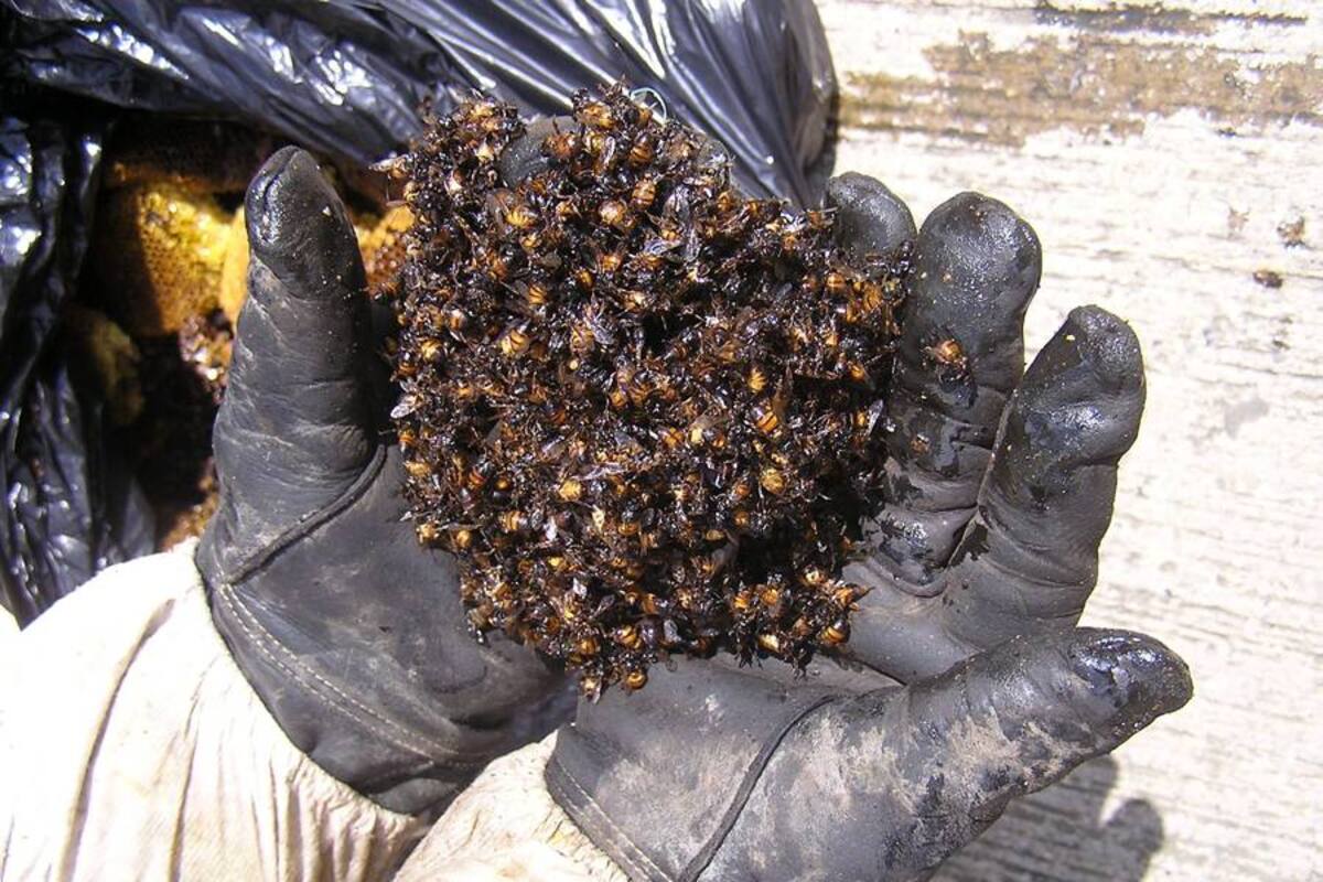 Muere anciano tras ataque de abejas en Santander (Foto: Archivo/VanguardiaLiberal)