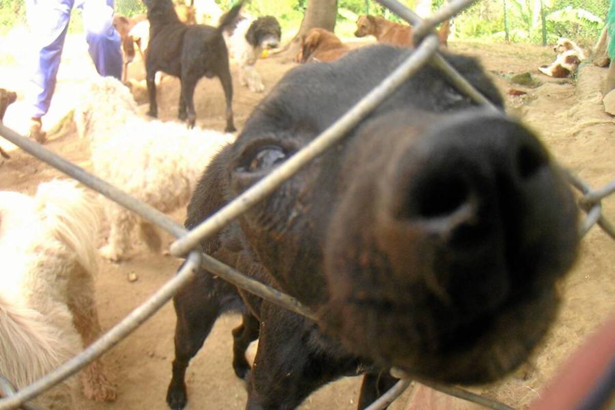 Cualquier raza de perro puede volverse agresiva bajo ciertas circunstancias, por ello es vital vacunar las mascotas. (Foto: Archivo / VANGUARDIA LIBERAL)
