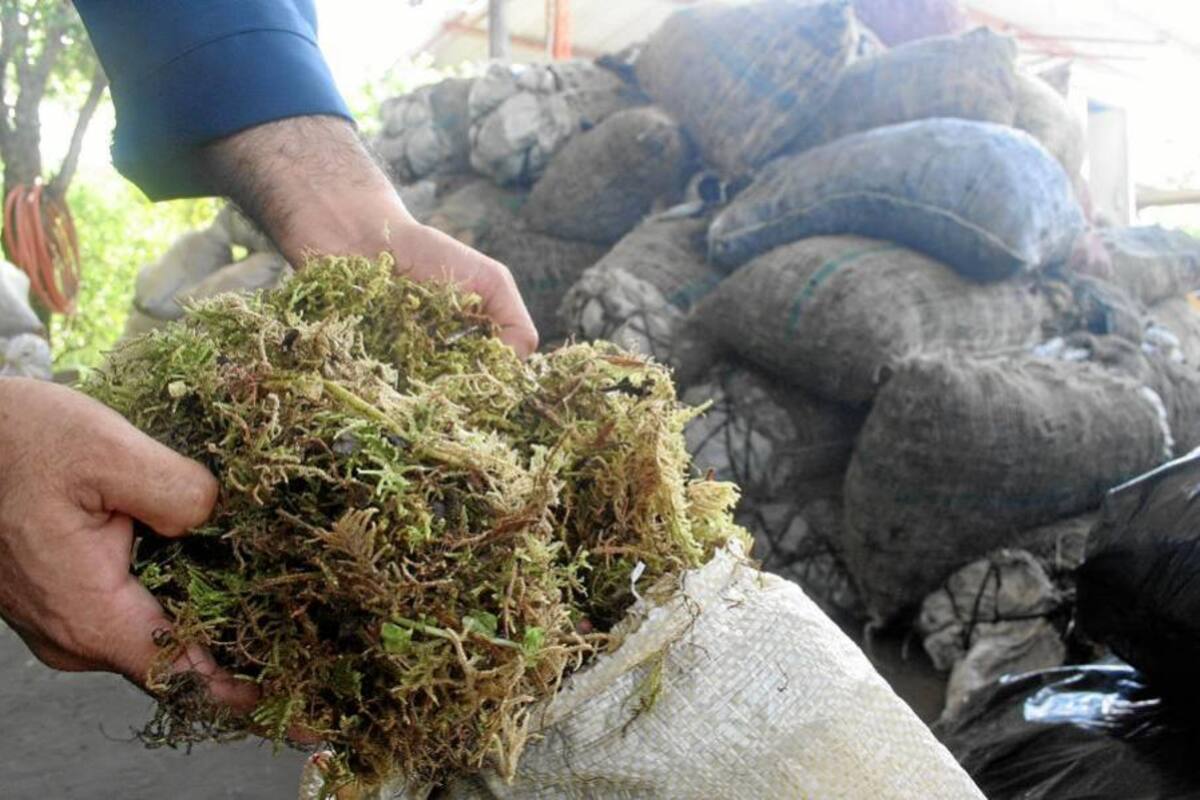 Arrancó la campaña navideña para prevenir la explotación de musgo y lama (Foto: Archivo/VANGUARDIA LIBERAL)