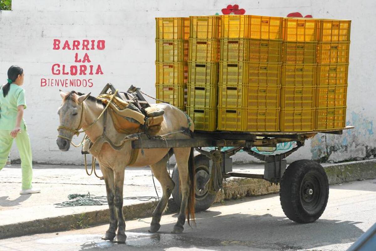 Vehículos de tracción animal deberán sustituirse antes del 31 de enero (Foto: Archivo / Vanguardia Liberal)