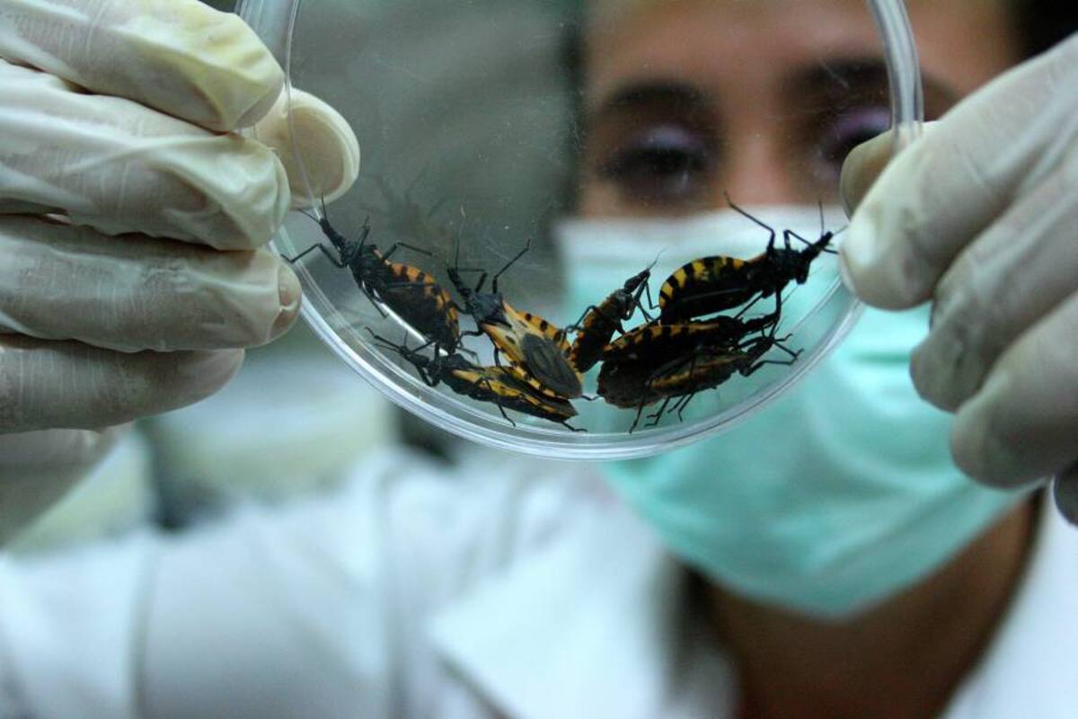 Alerta por epidemia de Chagas en Mogotes, Santander (Foto: Archivo/VANGUARDIA LIBERAL)