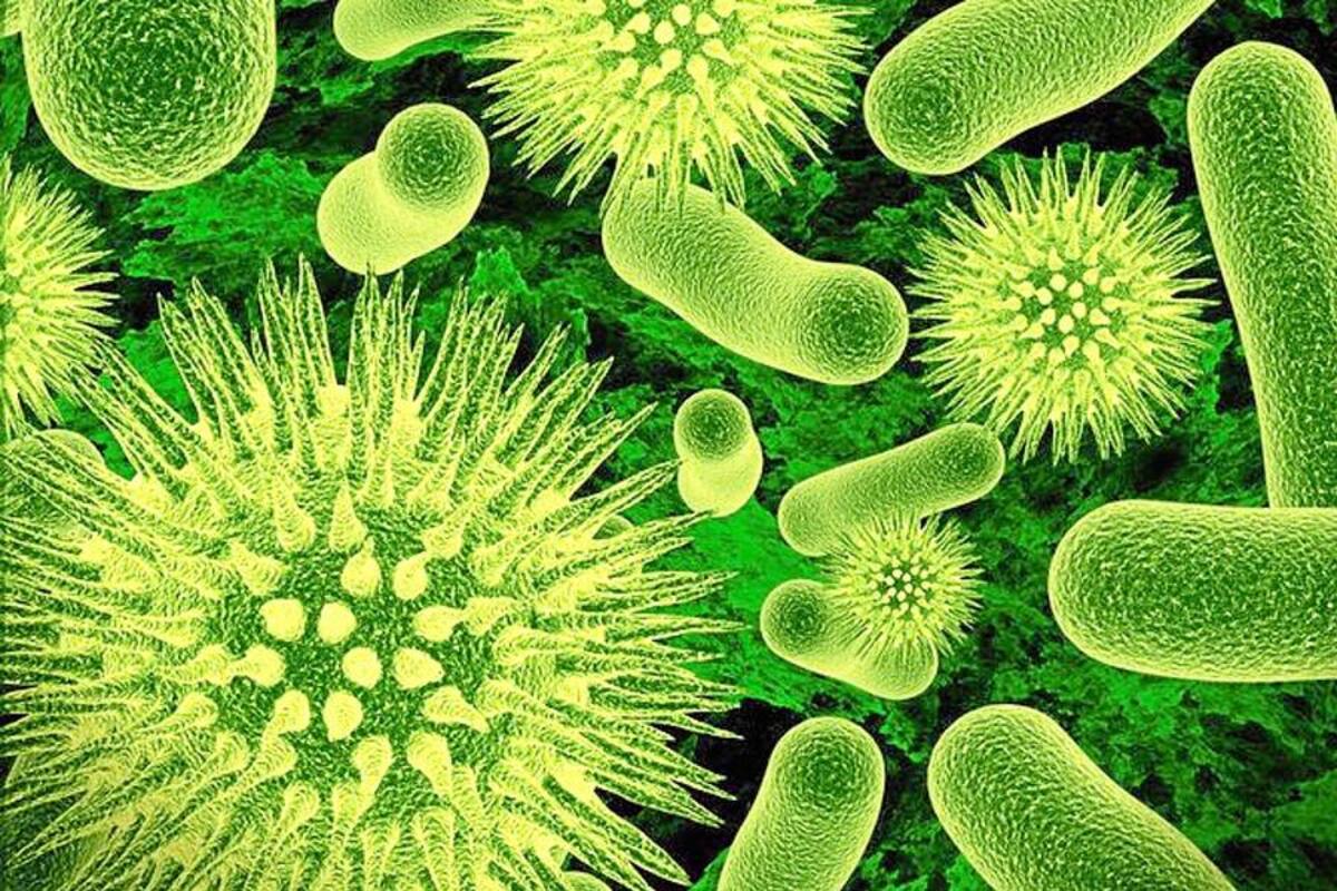 Bacteria resistente a antibiótico ha pasado de los animales a los humanos (Foto: Tomada de internet/VANGUARDIA LIBERAL)