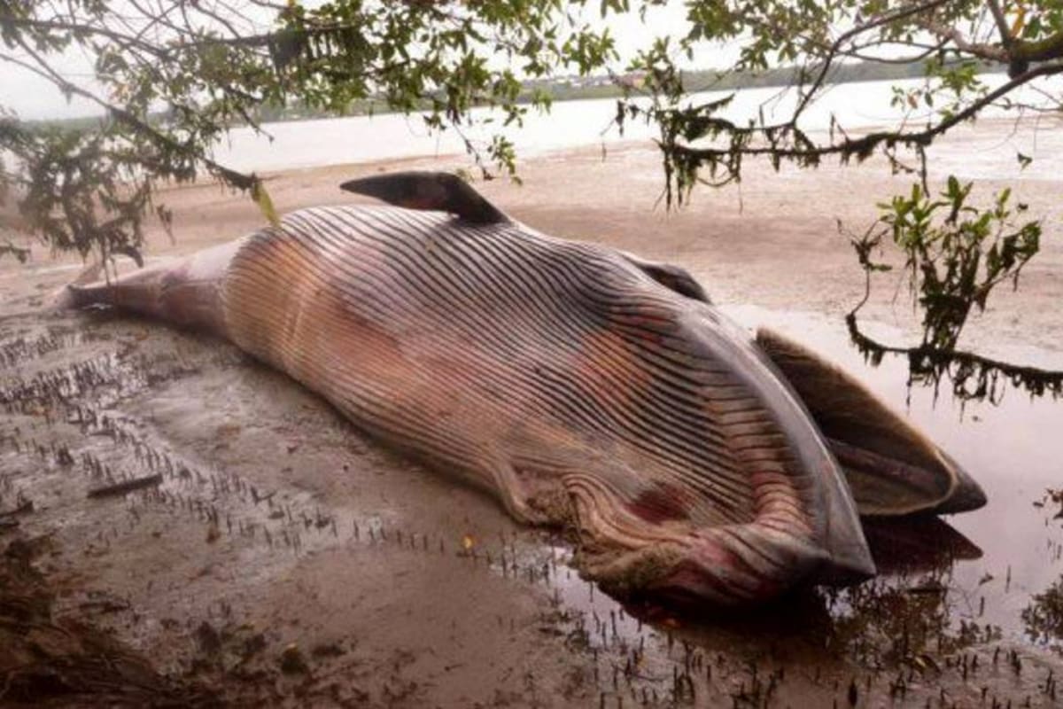 Ballena jorobada apareció muerta en playa de Buenaventura (Foto: Colprensa /VANGUARDIA LIBERAL )