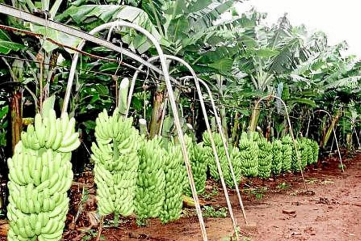Fiscal precluye caso contra Chiquita Brands (Foto: Tomada de internet)