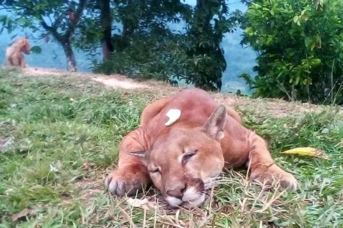 Por redes sociales se aseguró que el felino asesinado dejó cuatro cachorros huérfanos. (Foto: Tomada de internet/VANGUARDIA LIBERAL)
