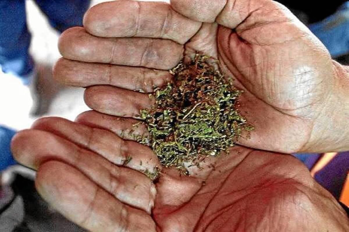 Consumidores uruguayos de marihuana podrán comprar 40 gramos al mes al Estado (Foto: Archivo/VANGUARDIA LIBERAL)