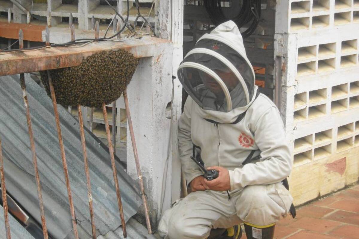 Hombre de 77 años fue atacado por un enjambre de abejas africanizadas (Foto: Archivo/VANGUARDIA LIBERAL)