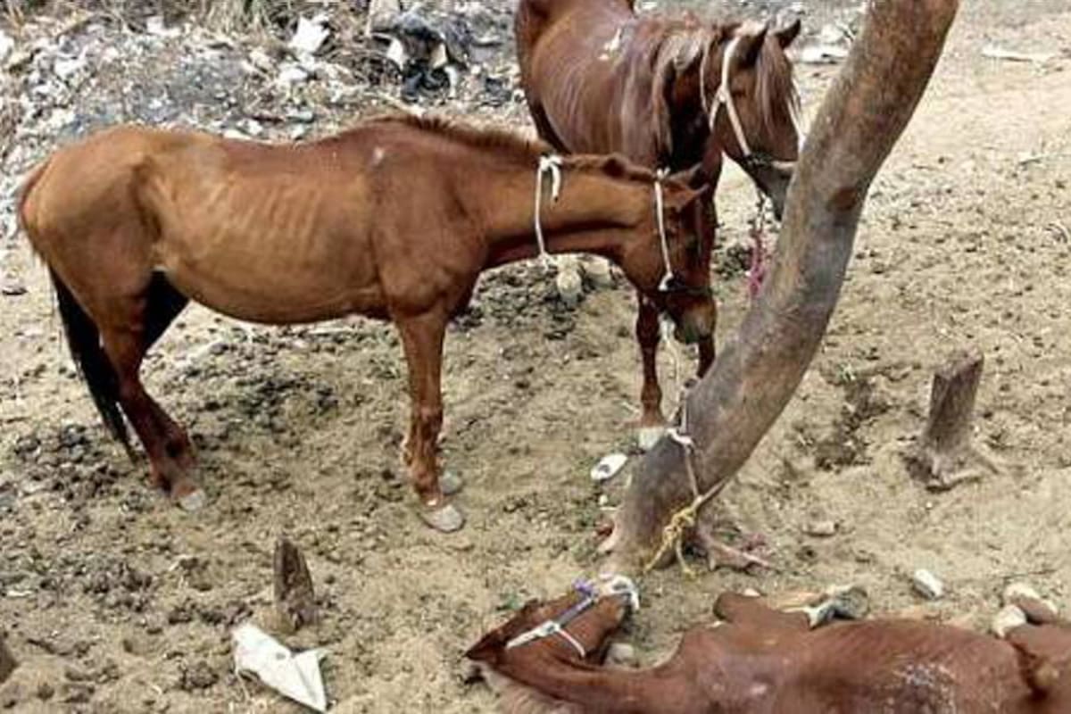 Australia empieza a sacrificar miles de caballos salvajes (Foto: Tomada de Internet/ VANGUARDIA LIBERAL)
