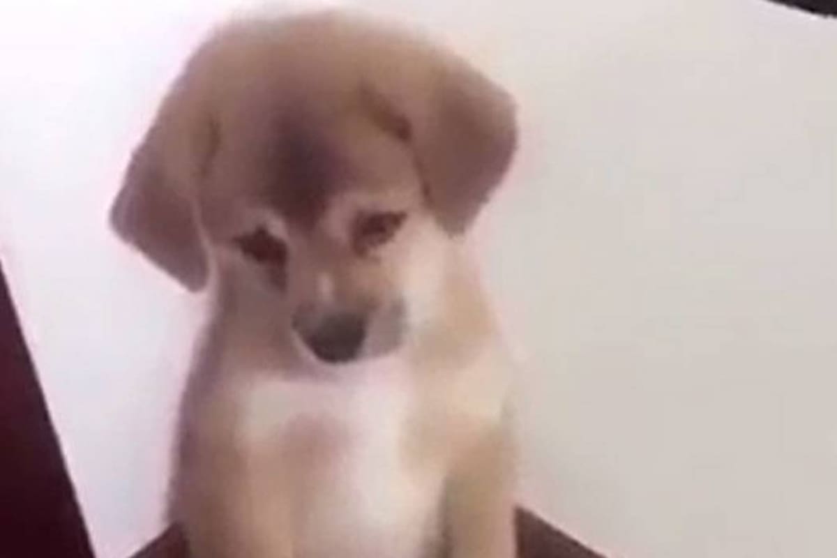 La reacción del tierno cachorro se hizo viral inmediatamente. (Foto: Captura de pantalla /VANGUARDIA LIBERAL)