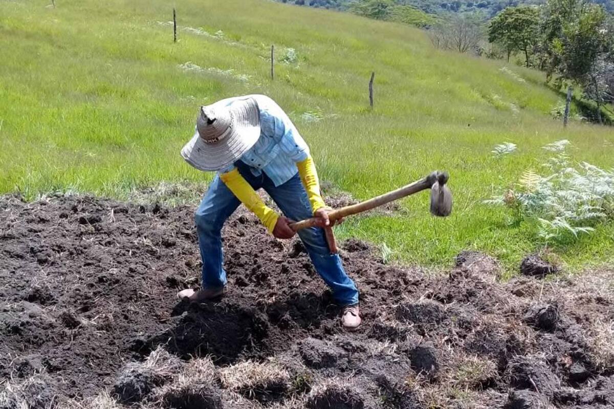 Es una felicidad estar entre cafetales, oír los pájaros, ver los cultivos floreciendo. (Foto: Suministrada/ VANGUARDIA LIBERAL)