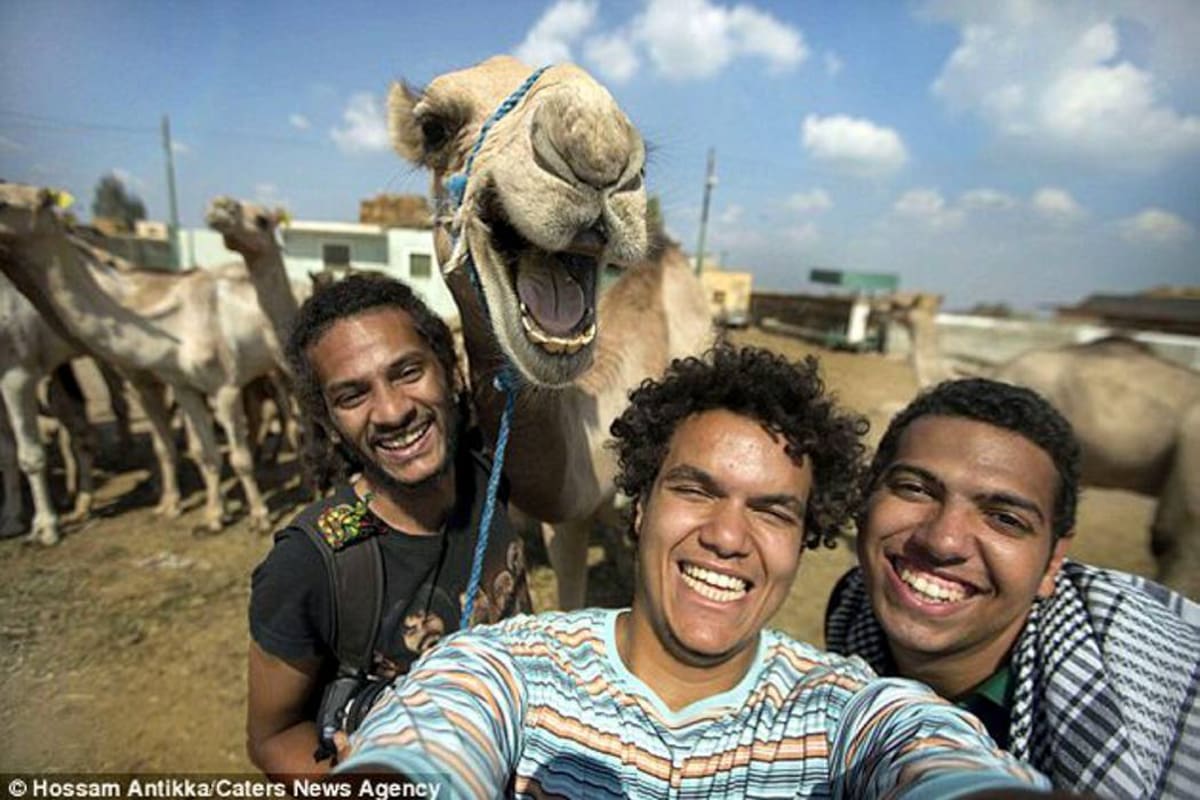 La selfie del camello sonriente que conquistó la red (Foto: Foto: Planeta Curioso )