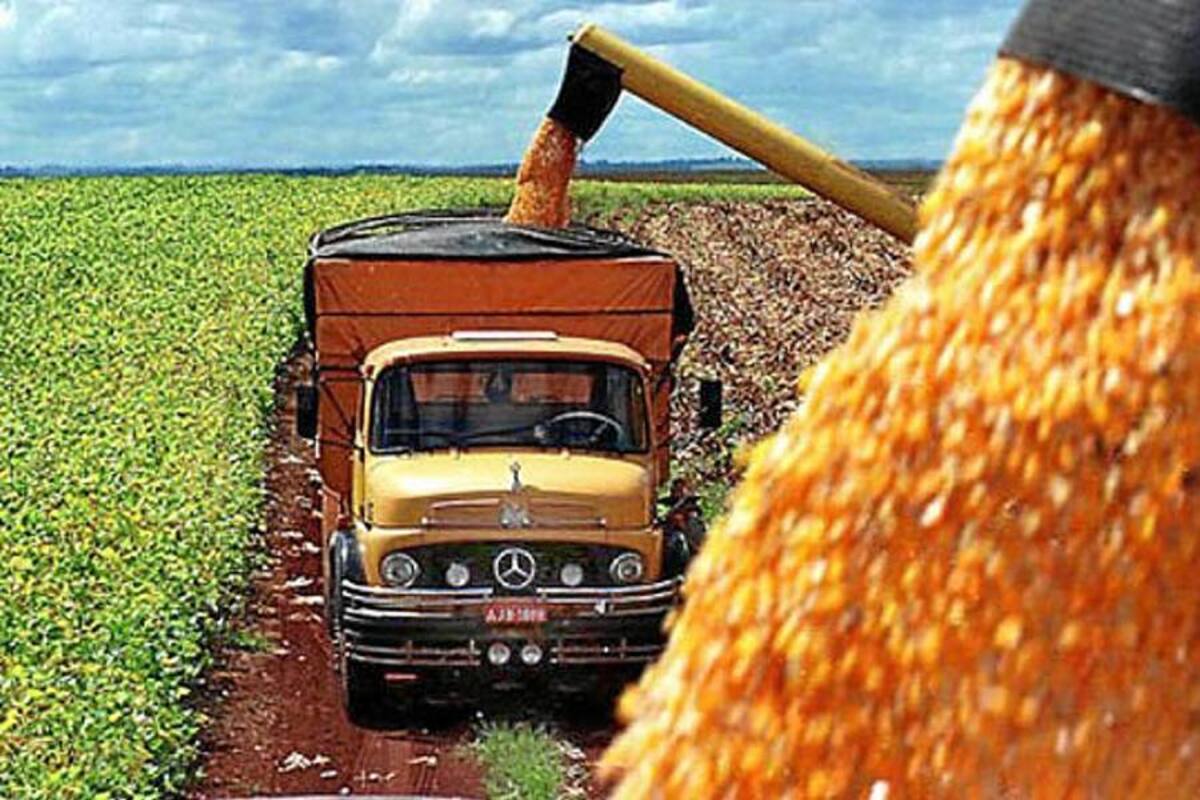 Minagricultura activó apoyo al transporte de maíz amarillo (Foto: Tomada de internet/VANGUARDIA LIBERAL)