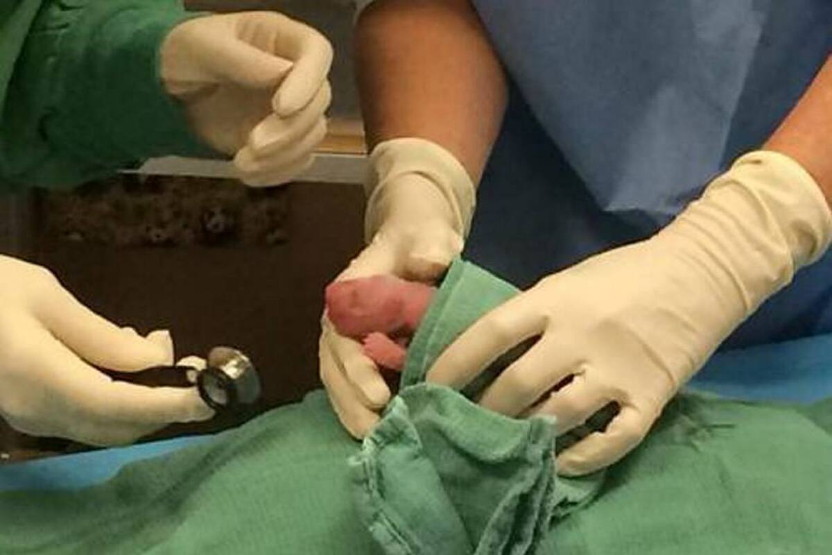 Revelan nacimiento de dos pandas gigantes en el Zoológico Nacional de Washington (Foto: Tomada de @NationalZoo / VANGUARDIA LIBERAL)