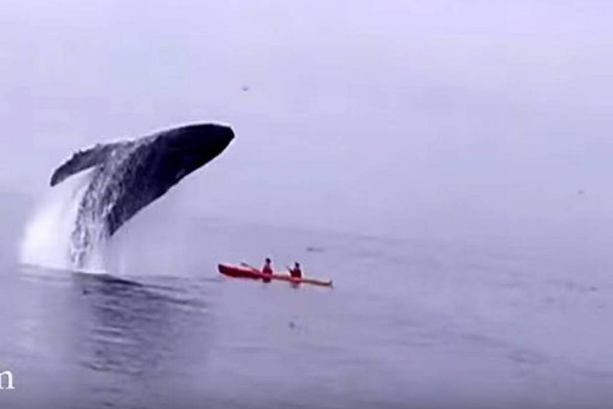 Dos jóvenes resultaron ilesos después de que una ballena les saltó encima (Foto: Youtube.com / VANGUARDIA LIBERAL)