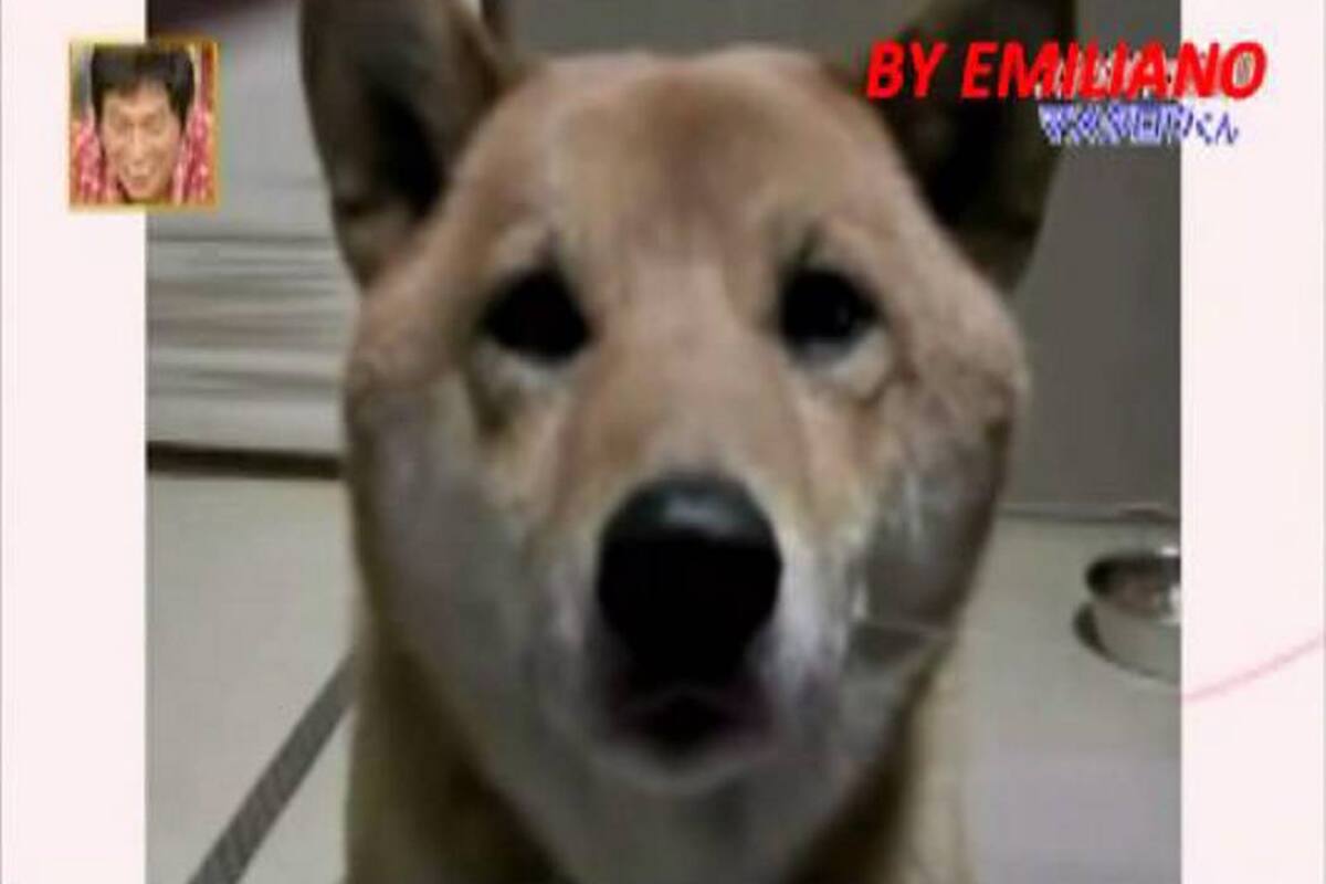 El perro que sabe ladrar 'bajito' se toma las redes (Foto: Youtube.com / VANGUARDIA LIBERAL)