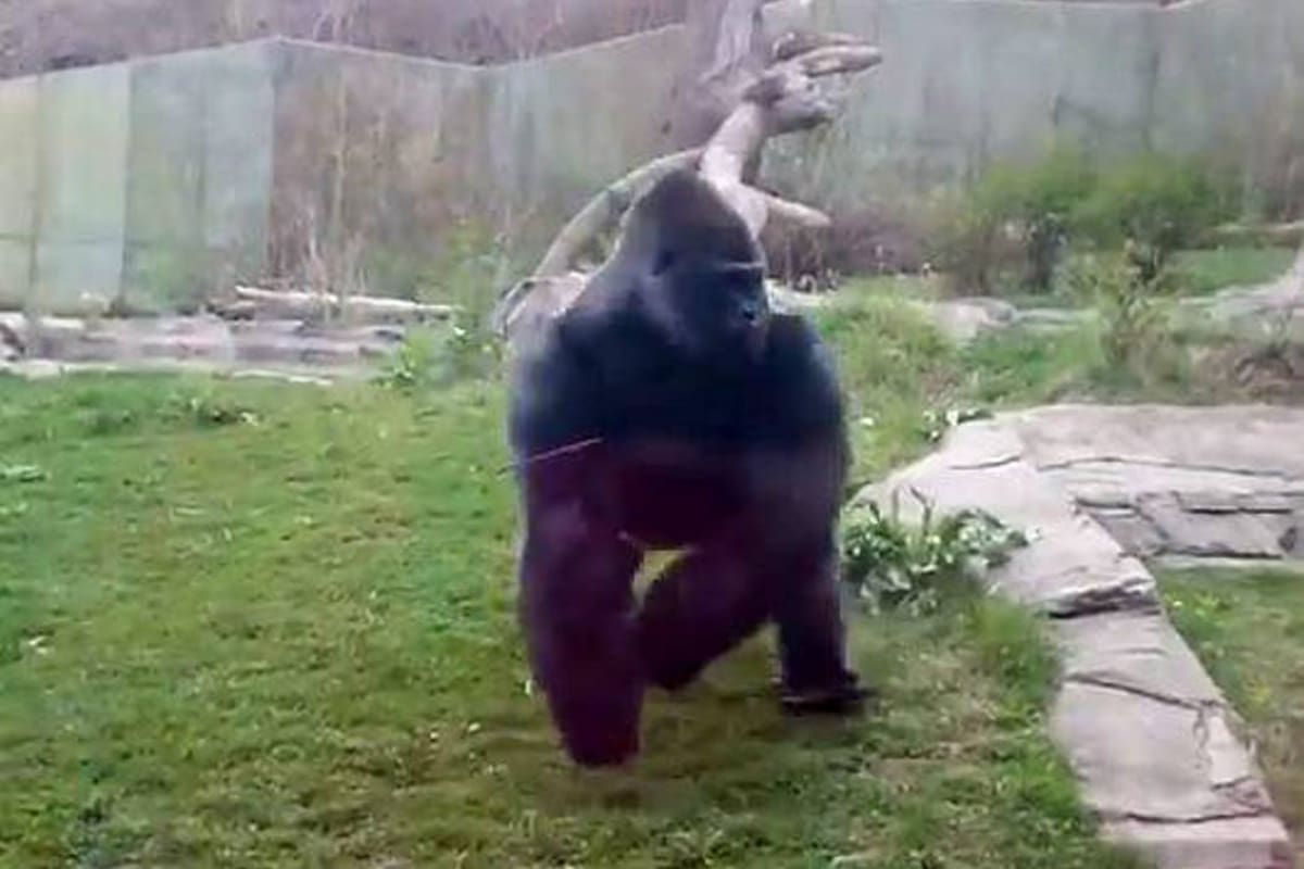 Así fue el susto que un gorila causó a una familia en Estados Unidos (Foto: Youtube.com / VANGUARDIA LIBERAL)
