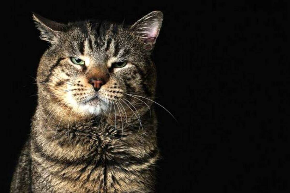 10 cosas que a su gato no le gustan y que quizás usted no lo sabia (Foto: Tomado de Mott.pe /VANGUARDIA LIBERAL)