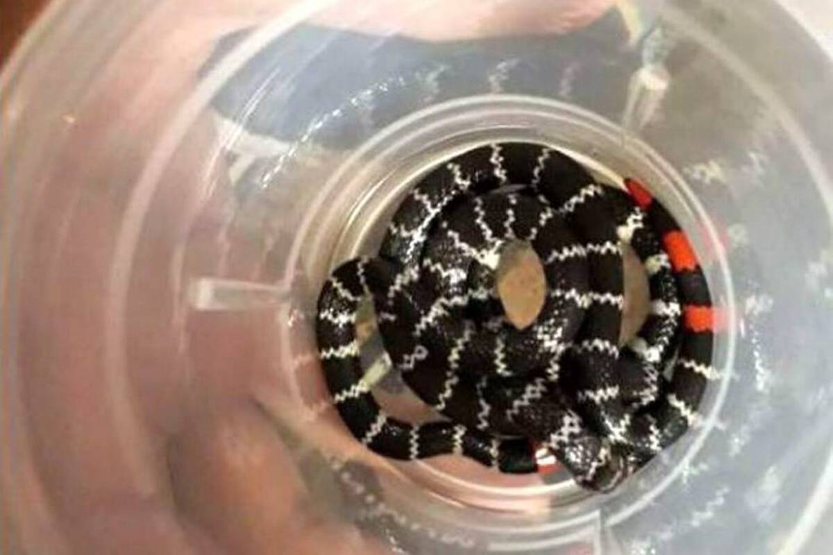 Fue dado de alta niño mordido por una serpiente en Piedecuesta (Foto: Suministrada/ VANGUARDIA LIBERAL)