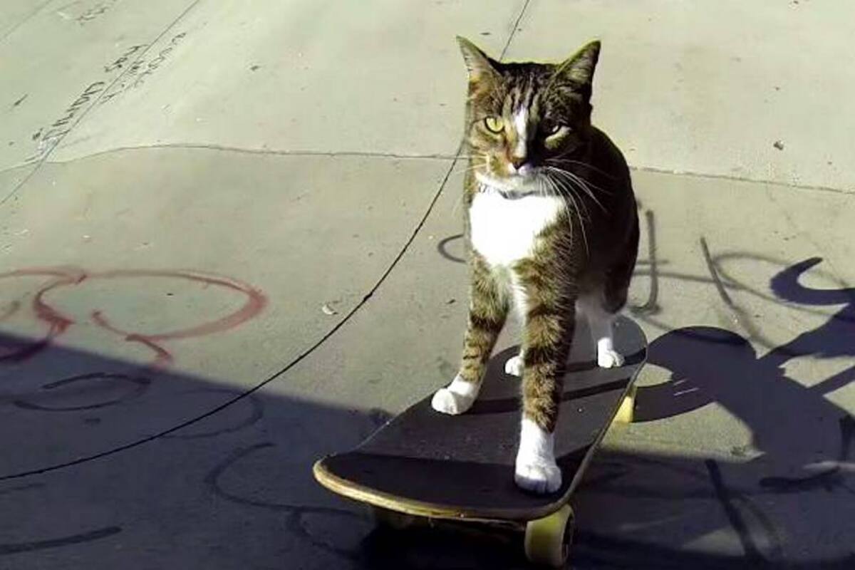 Este gato muestra sus habilidades encima de una patineta. (Foto: Tomada de Youtube/ VANGUARDIA LIBERAL)