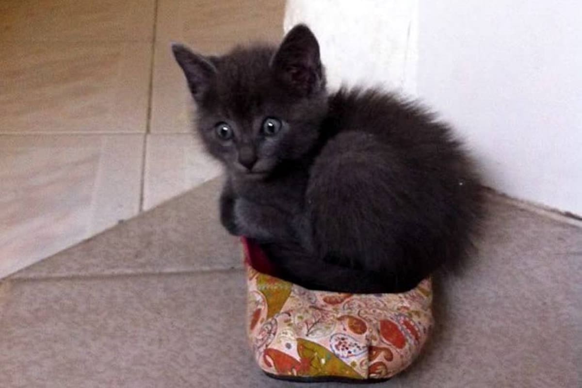 Este gatico busca un hogar en la ciudad. (Foto: Suministrada / VANGUARDIA LIBERAL)