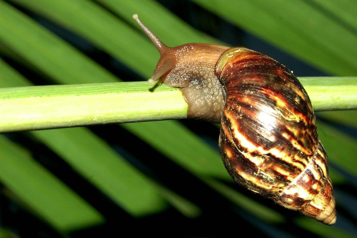 Caracol africano: una plaga que sigue atacando en Bucaramanga (Foto: Archivo/ VANGUARDIA LIBERAL )
