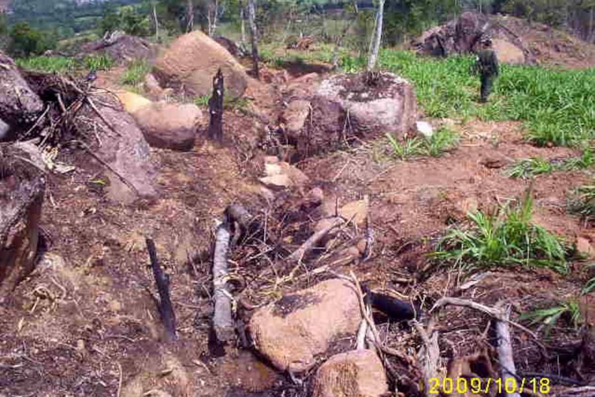 Alertan deforestación de 1,5 millones de hectáreas en 2005-2010 (Foto: Archivo/VANGUARDIA LIBERAL)