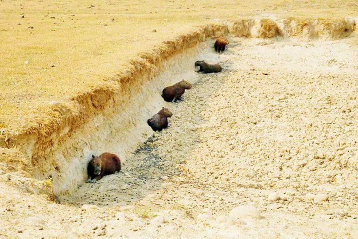 Muerte a los chigüiros de Casanare (Foto: Colprensa/ VANGUARDIA LIBERAL)