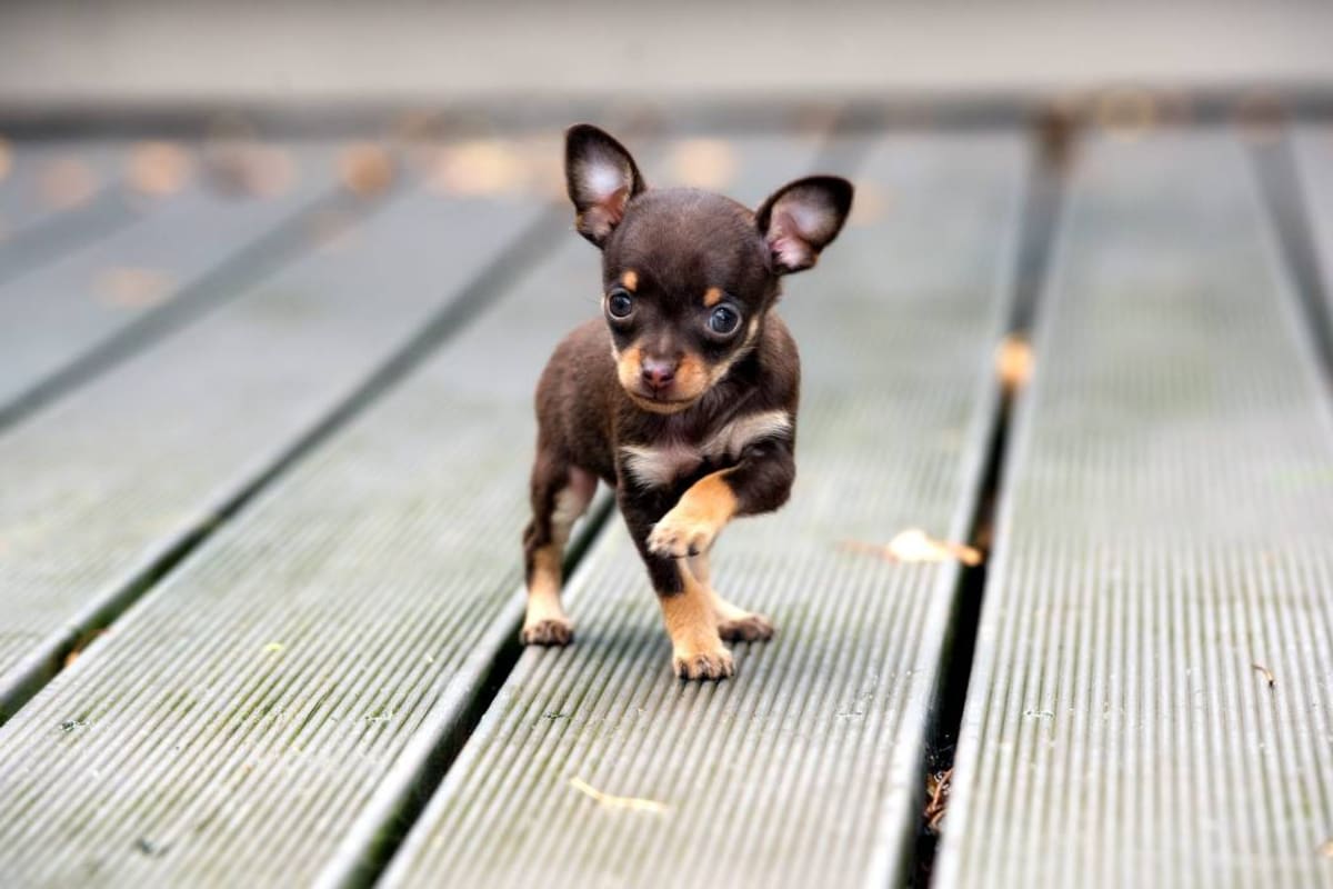 Chihuahua: el canino más pequeño del mundo con un corazón lleno de amor (Foto: Archivo/ VANGUARDIA LIBERAL )