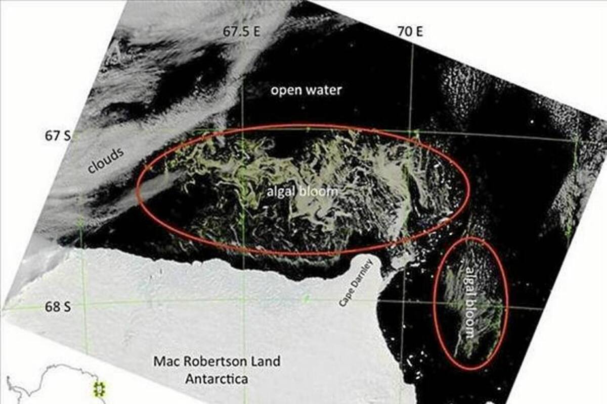 Científicos australianos detectan enorme campo de algas en aguas antárticas (Foto: Tomado de internet/ VANGUARDIA LIBERAL)