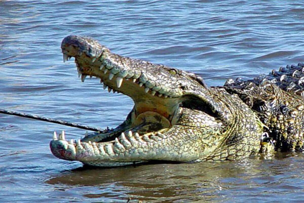 Un cocodrilo se cuela en el Parlamento tailandés (Foto: Tomada de Internet/ VANGUARDIA LIBERAL)