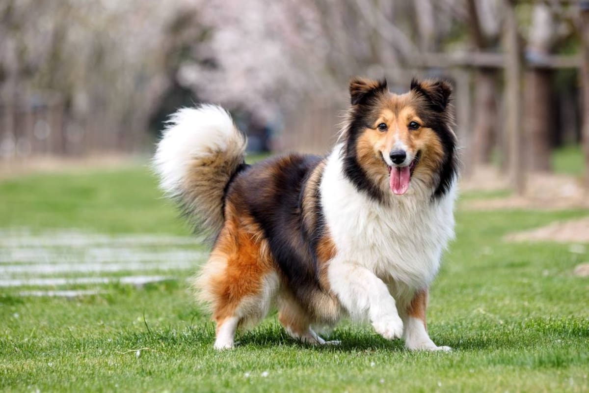 El Collie de pelo largo: la representación de la elegancia en un canino (Foto: Archivo/ VANGUARDIA LIBERAL )