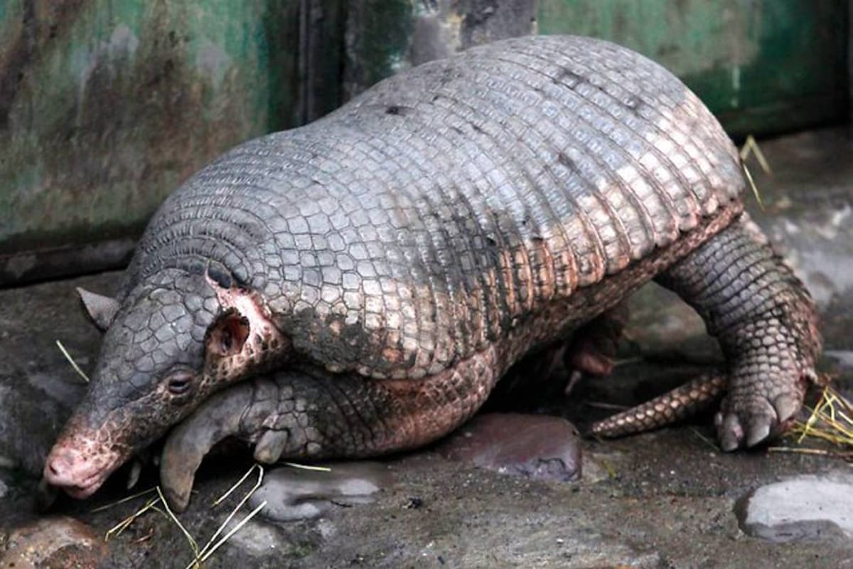 Las creencias de grupos ilegales y su impacto ambiental (Foto: COLPRENSA/VANGUARDIA LIBERAL)
