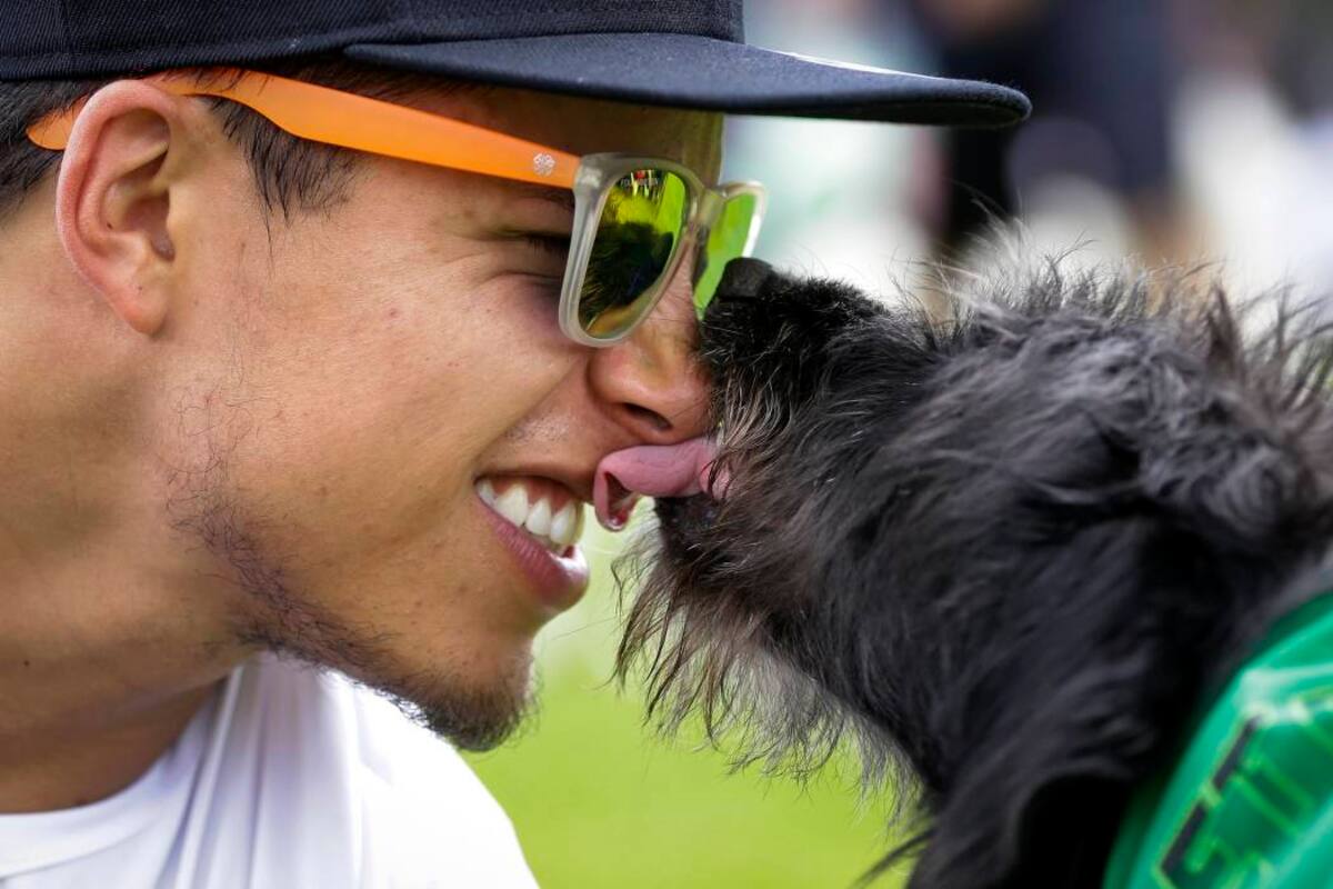 ¿Debemos dejar que las mascotas besen nuestra cara? (Foto: Archivo /VANGUARDIA LIBERAL)