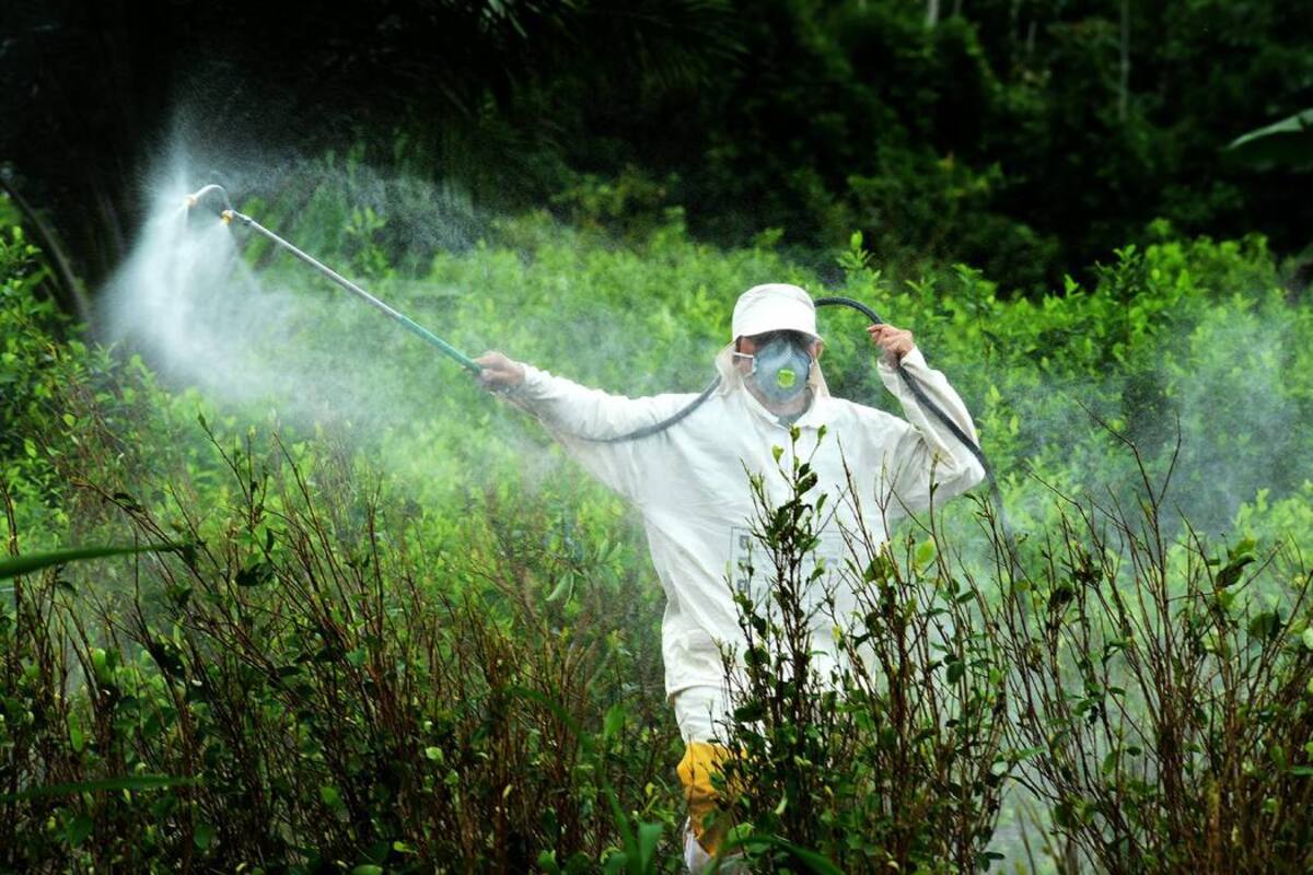 Vuelven las fumigaciones manuales con glifosato (Foto: Colprensa/ VANGUARDIA LIBERAL)