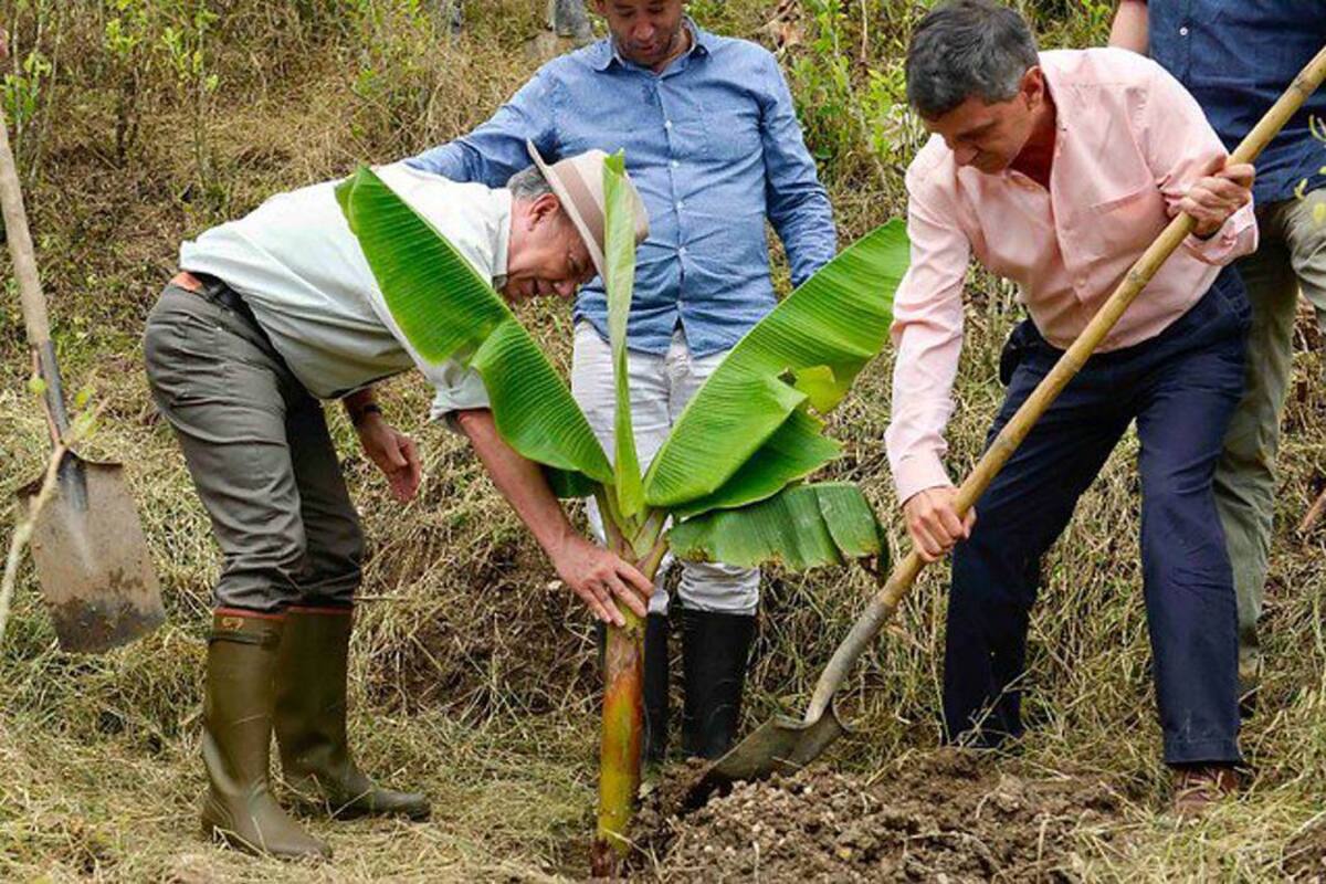 Procuraduría pedirá tumbar programa de sustitución de cultivos (Foto: Colprensa /VANGUARDIA LIBERAL)